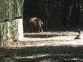 Zoo Cottbus 115